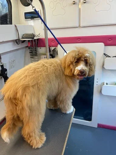 A fluffy golden doodle after grooming inside The Waggin' Wagon