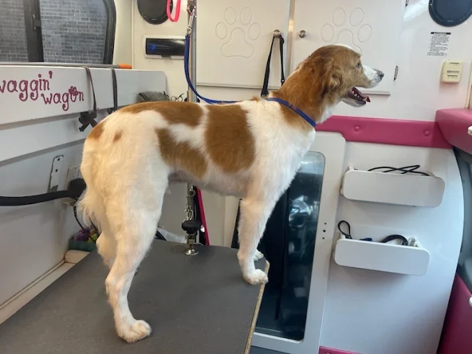 A freshly groomed brown and white dog standing inside the mobile salon